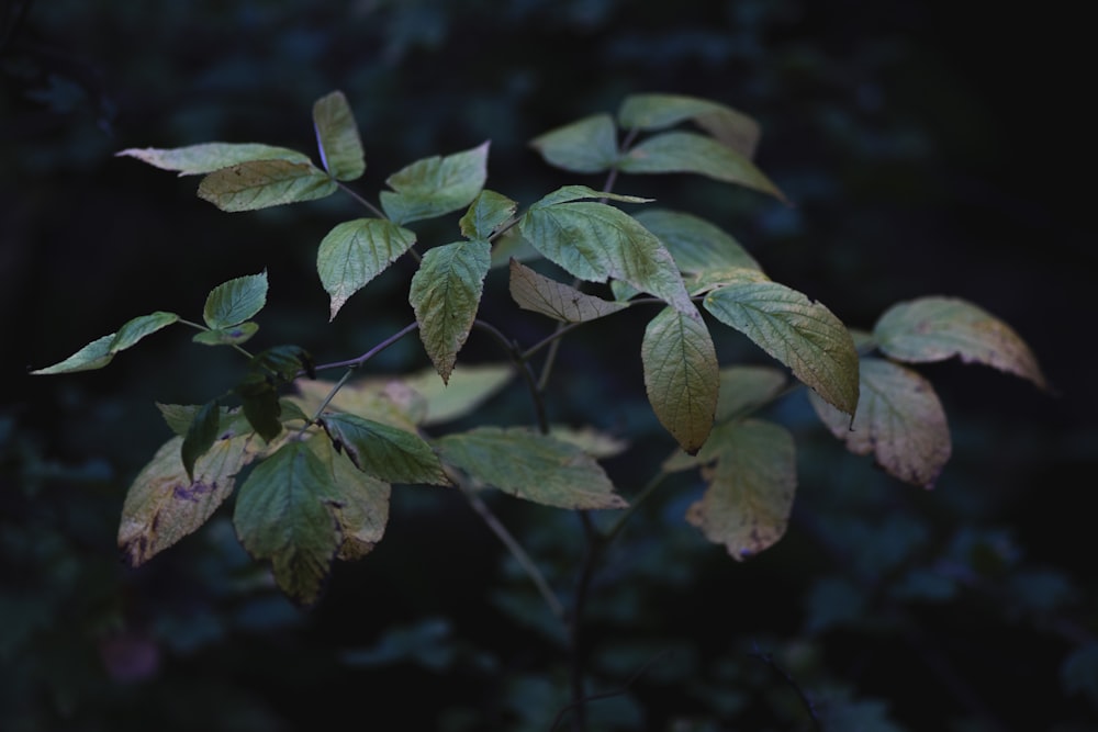 green leaves in tilt shift lens