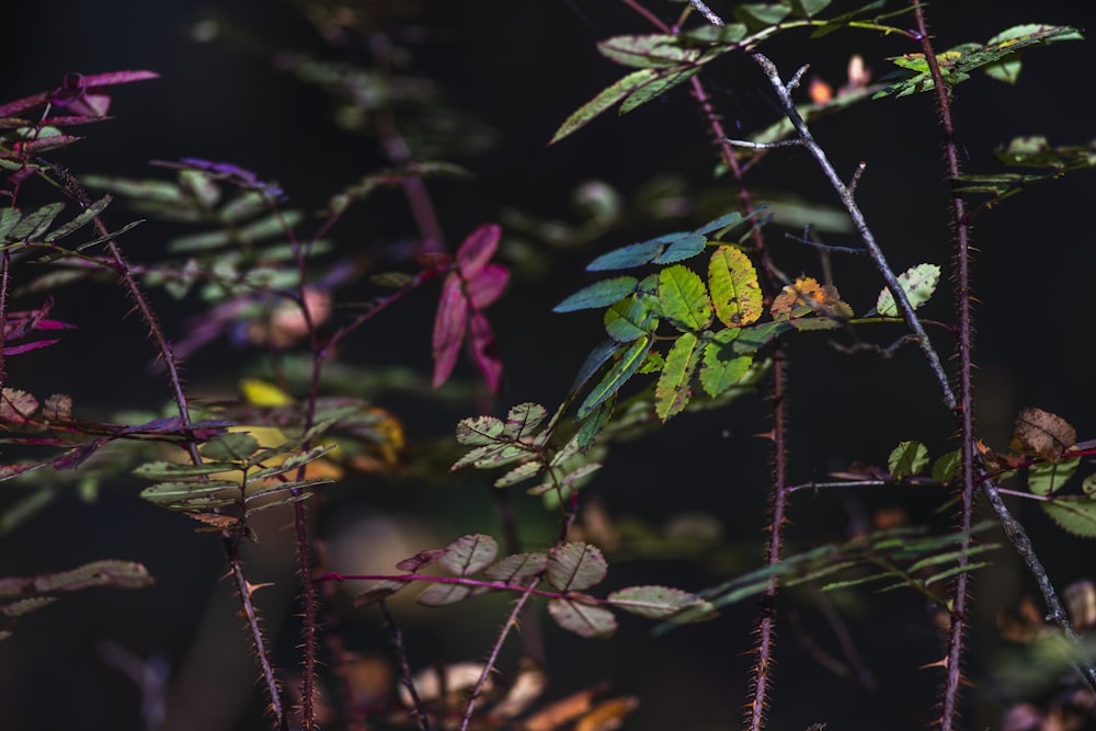 uccello blu e verde su pianta verde