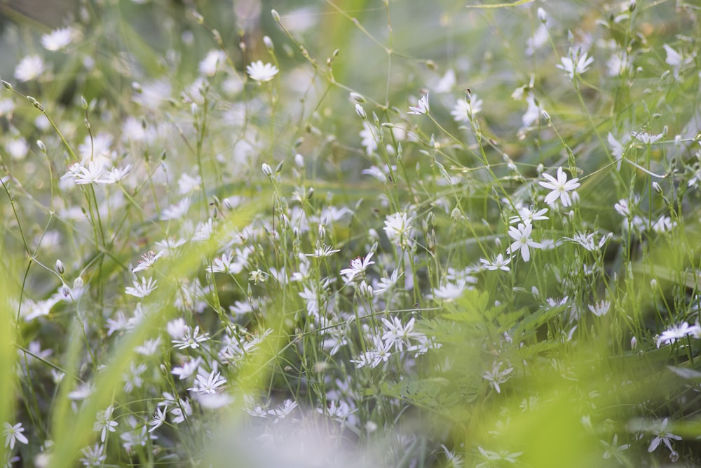 white and green flower buds