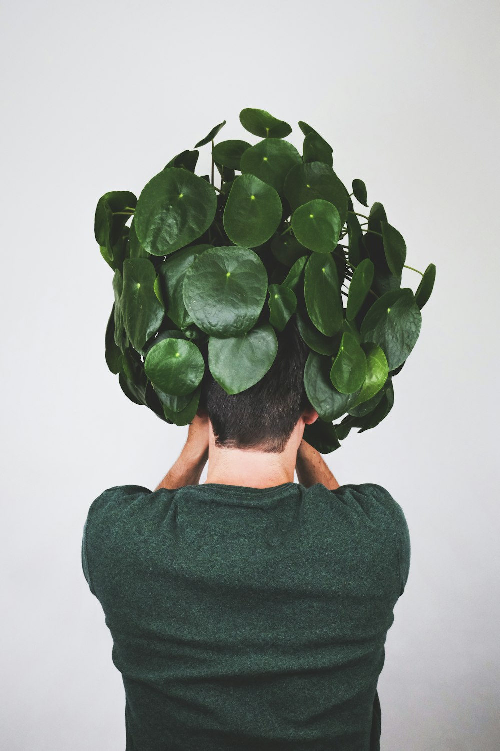 Persona sosteniendo una planta de hoja verde