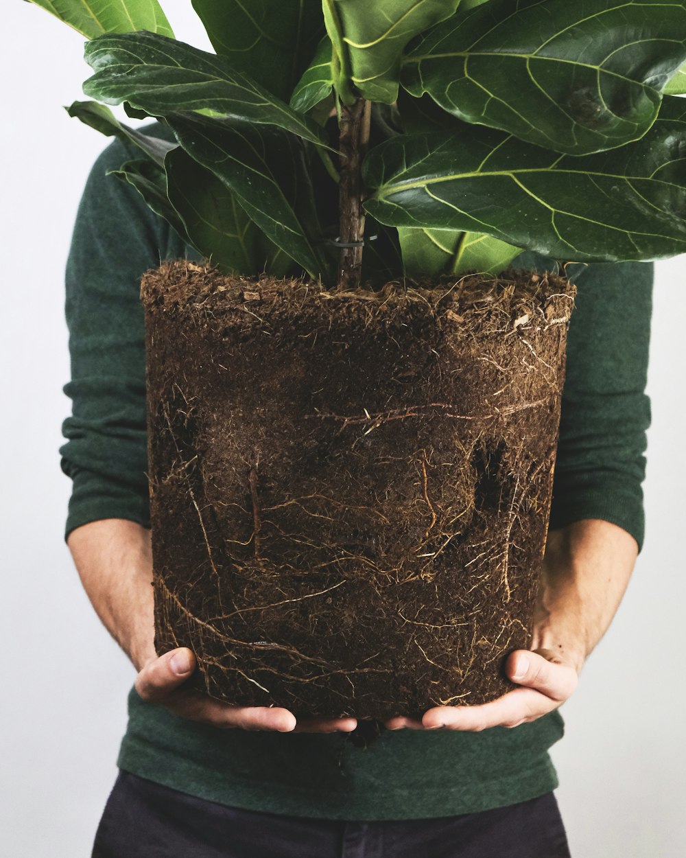 person holding brown clay pot with green plant