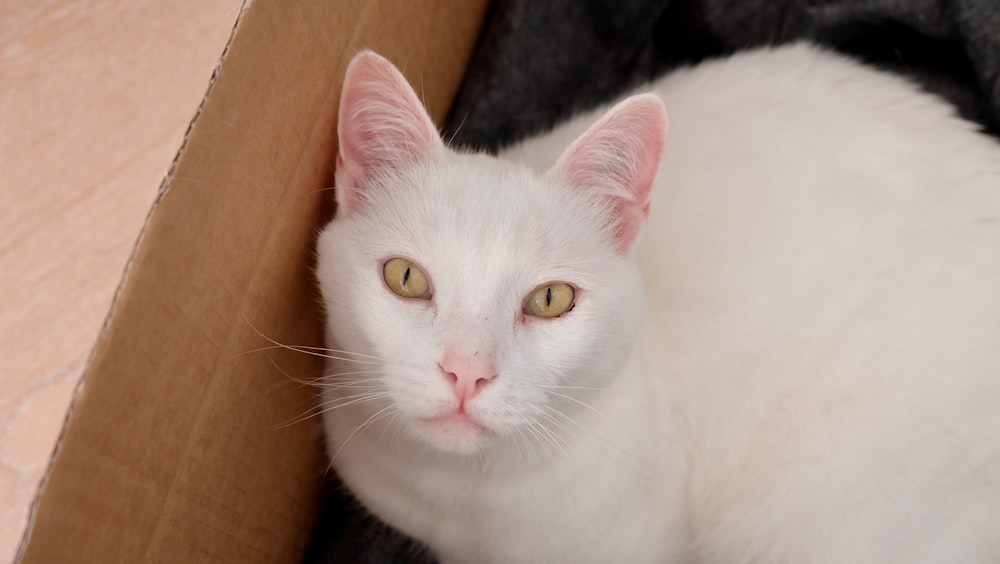 white cat on brown cardboard box