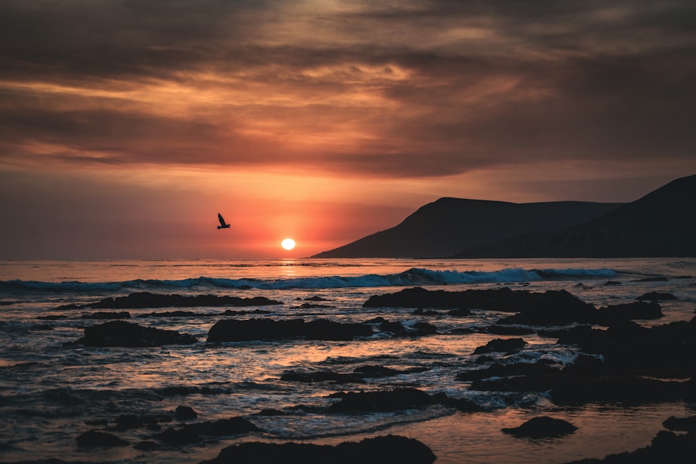 silhouette of bird flying over sea during sunset