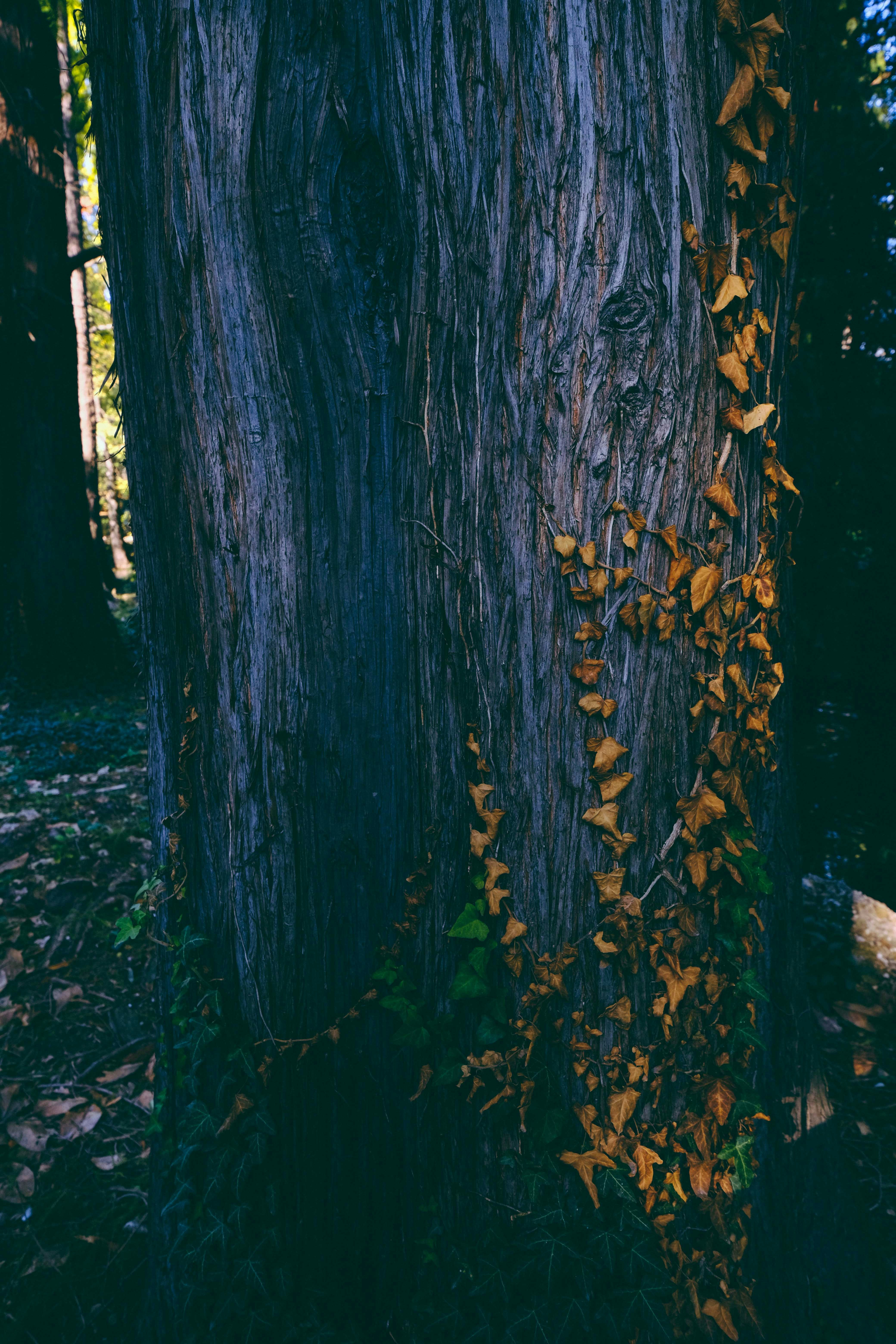 Photo by francesco_ungaro