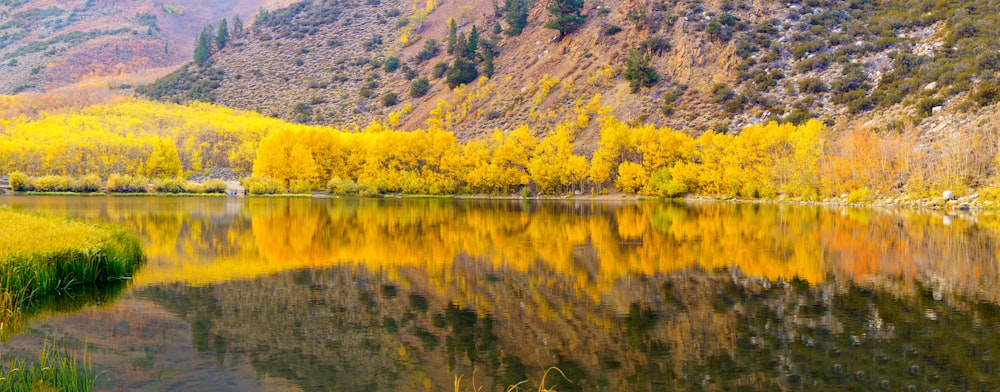 green trees beside lake during daytime