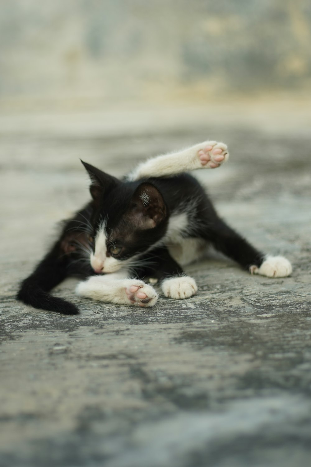 tuxedo cat lying on ground