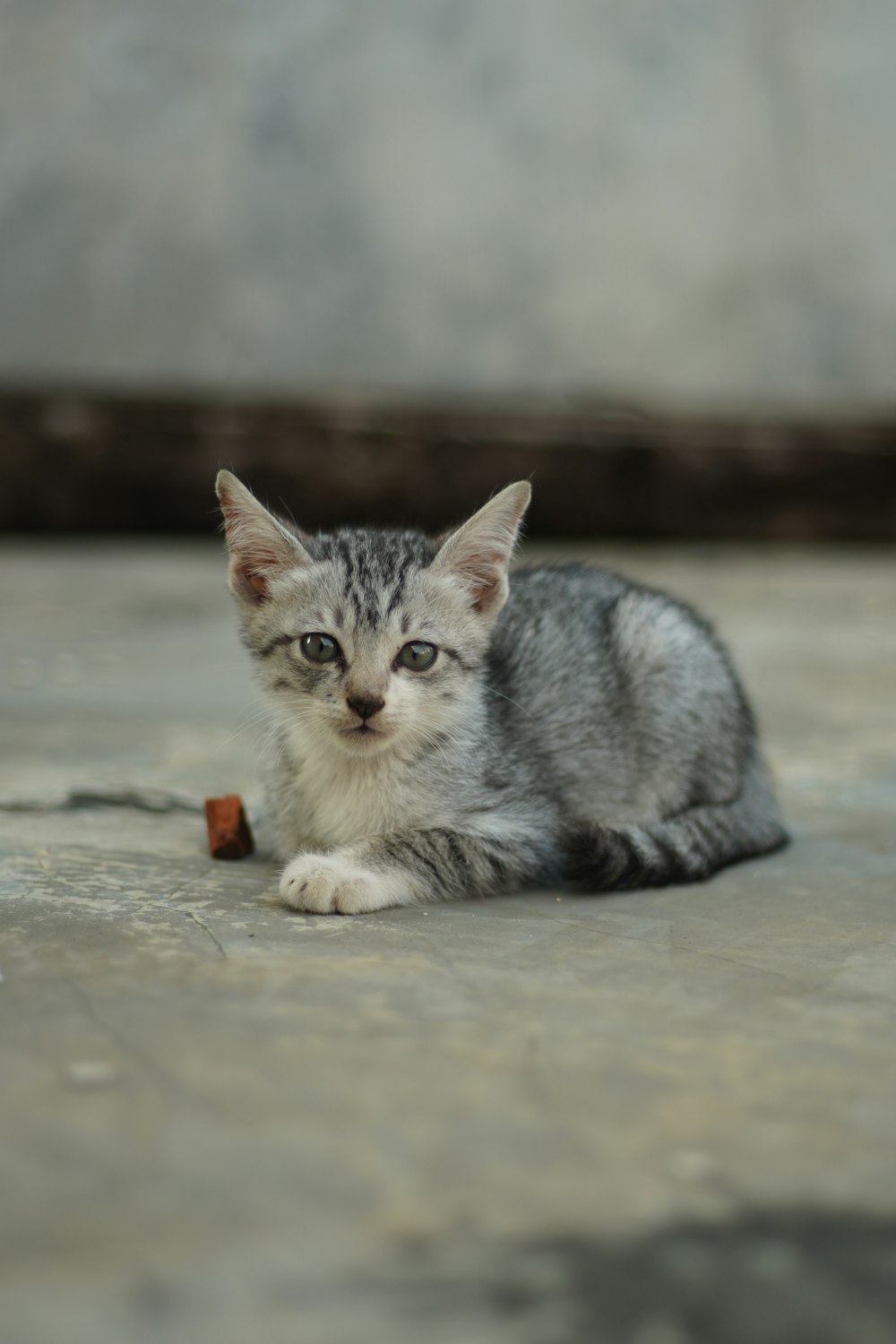 silver tabby kitten on gray concrete floor