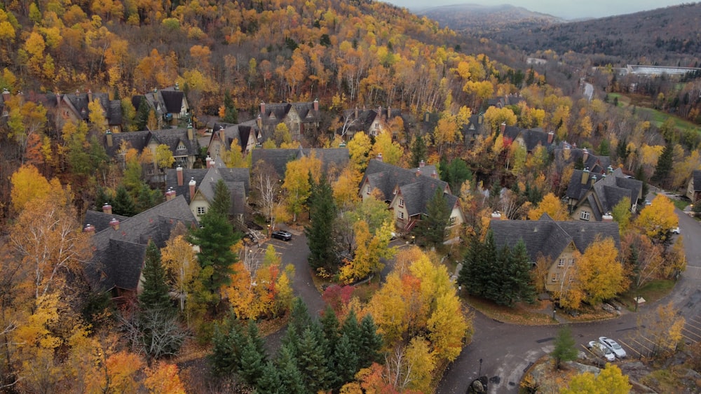 green trees on mountain during daytime