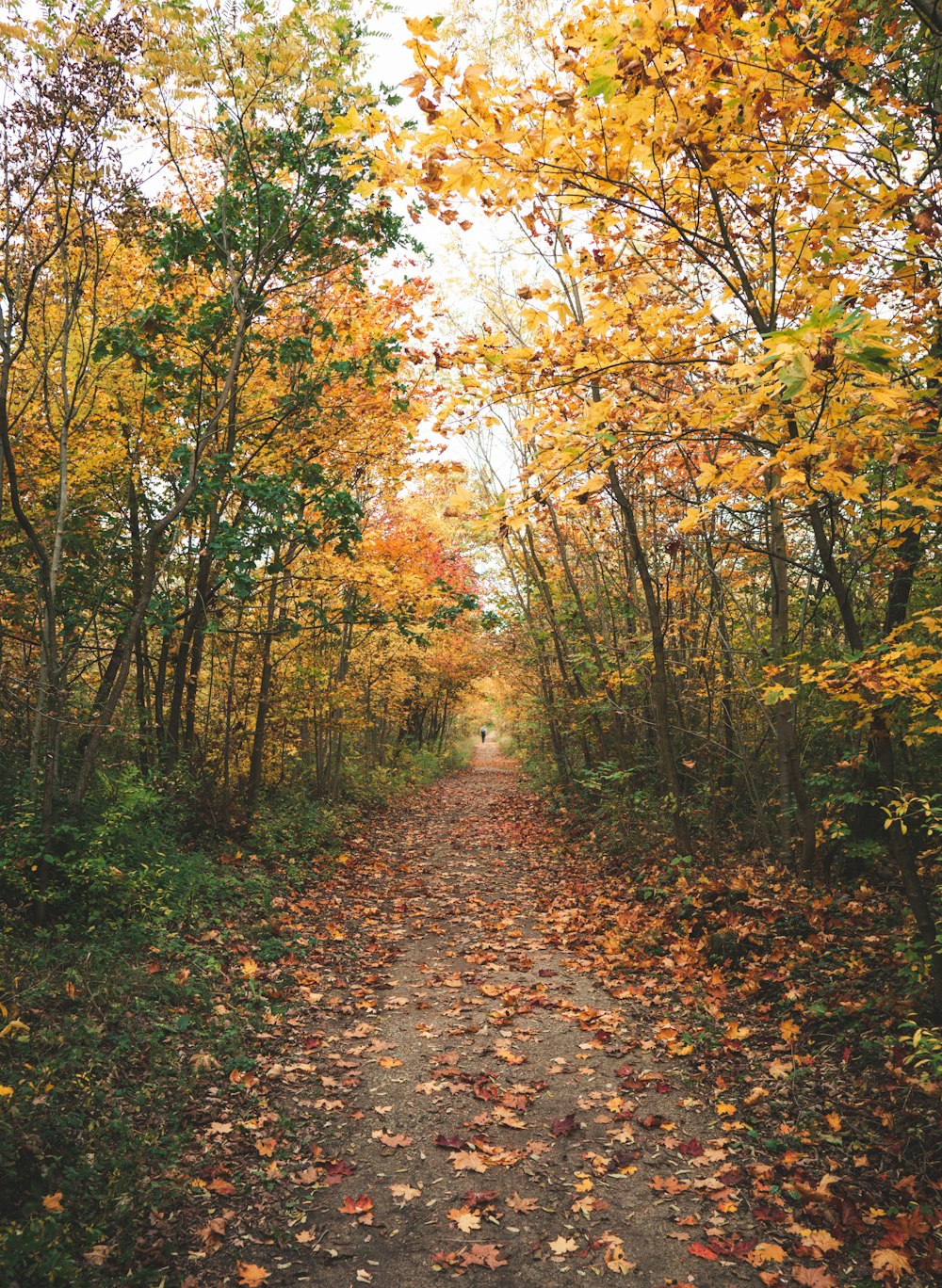 brown pathway between green trees during daytime