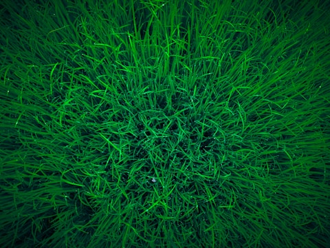 green grass field during daytime