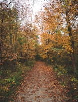 A serene forest pathway covered in autumn leaves.