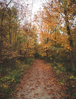 A serene forest pathway covered in autumn leaves.