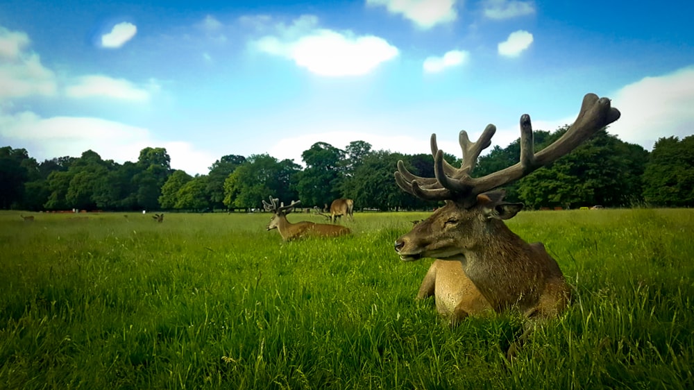 brown deer on green grass field during daytime