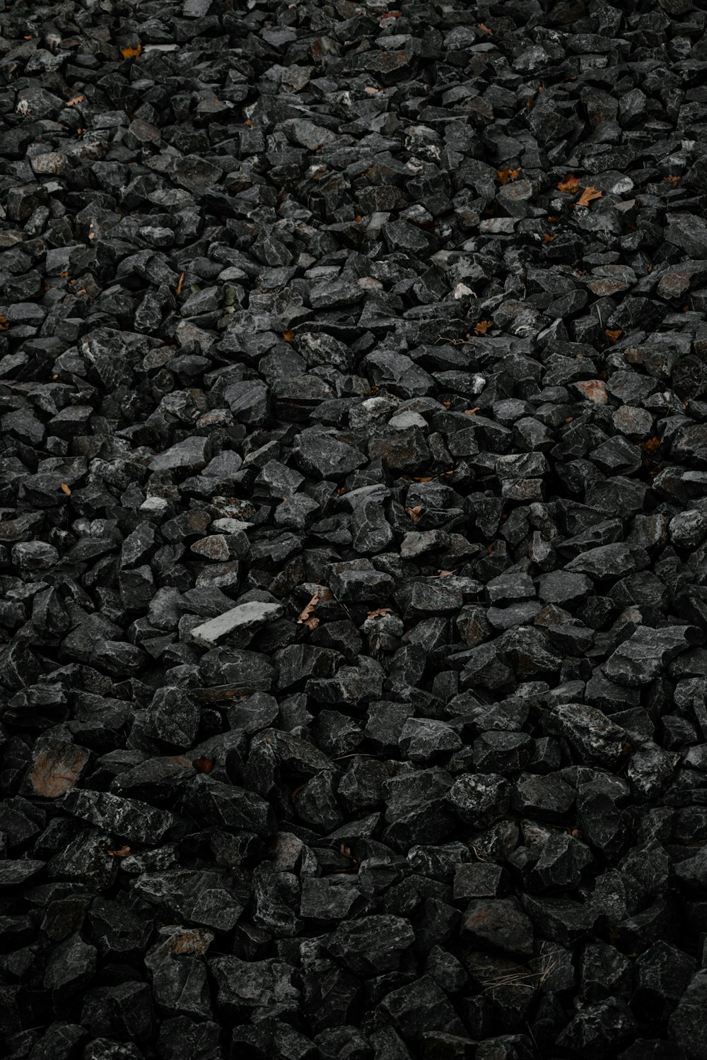 brown dried leaves on ground