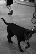 A black dog walking on a paved surface with a leash attached. A person wearing shorts and sneakers is seen walking in the background. The image is in black and white.