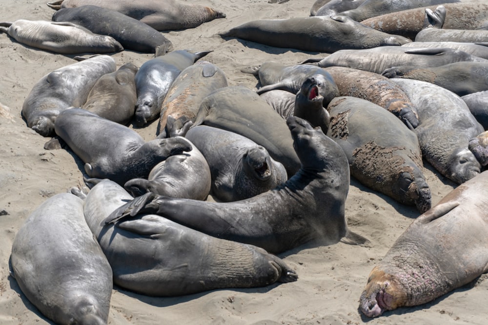 group of sea lion on brown sand during daytime