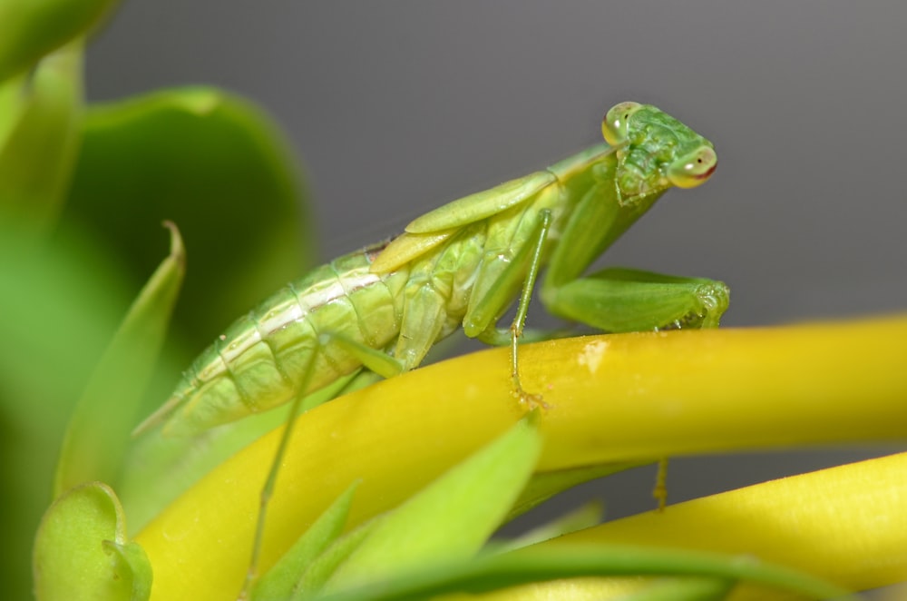 green praying mantis perched on yellow flower