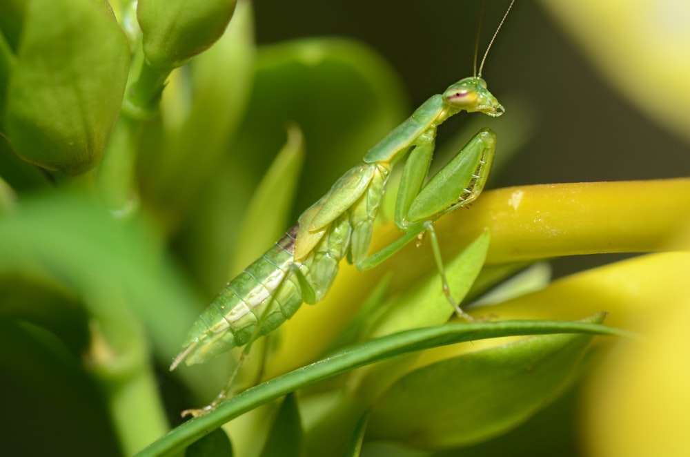 green praying mantis perched on green leaf in close up photography during daytime