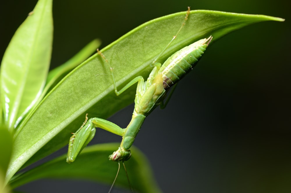 green praying mantis on green leaf in close up photography during daytime