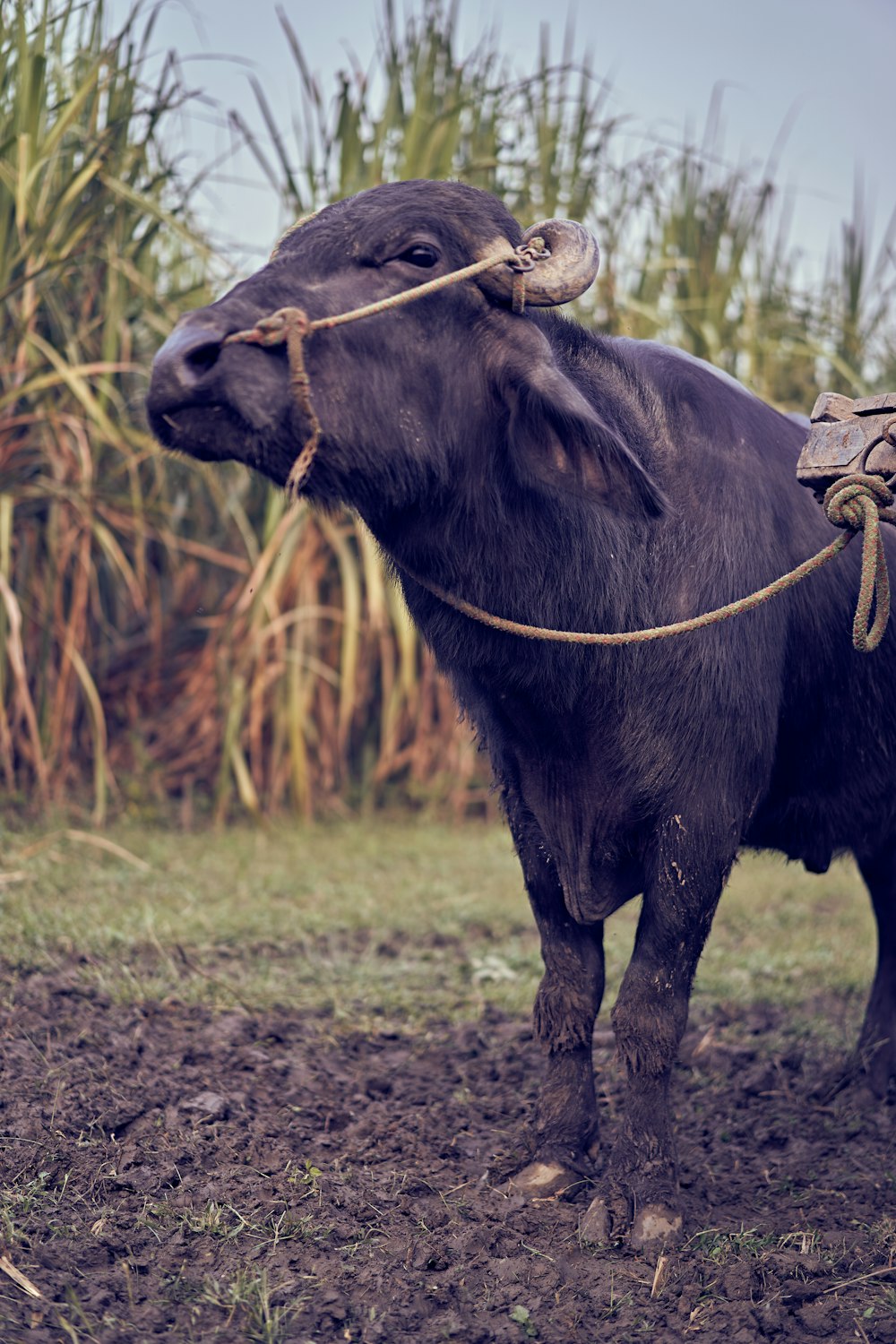 black cow on green grass field during daytime