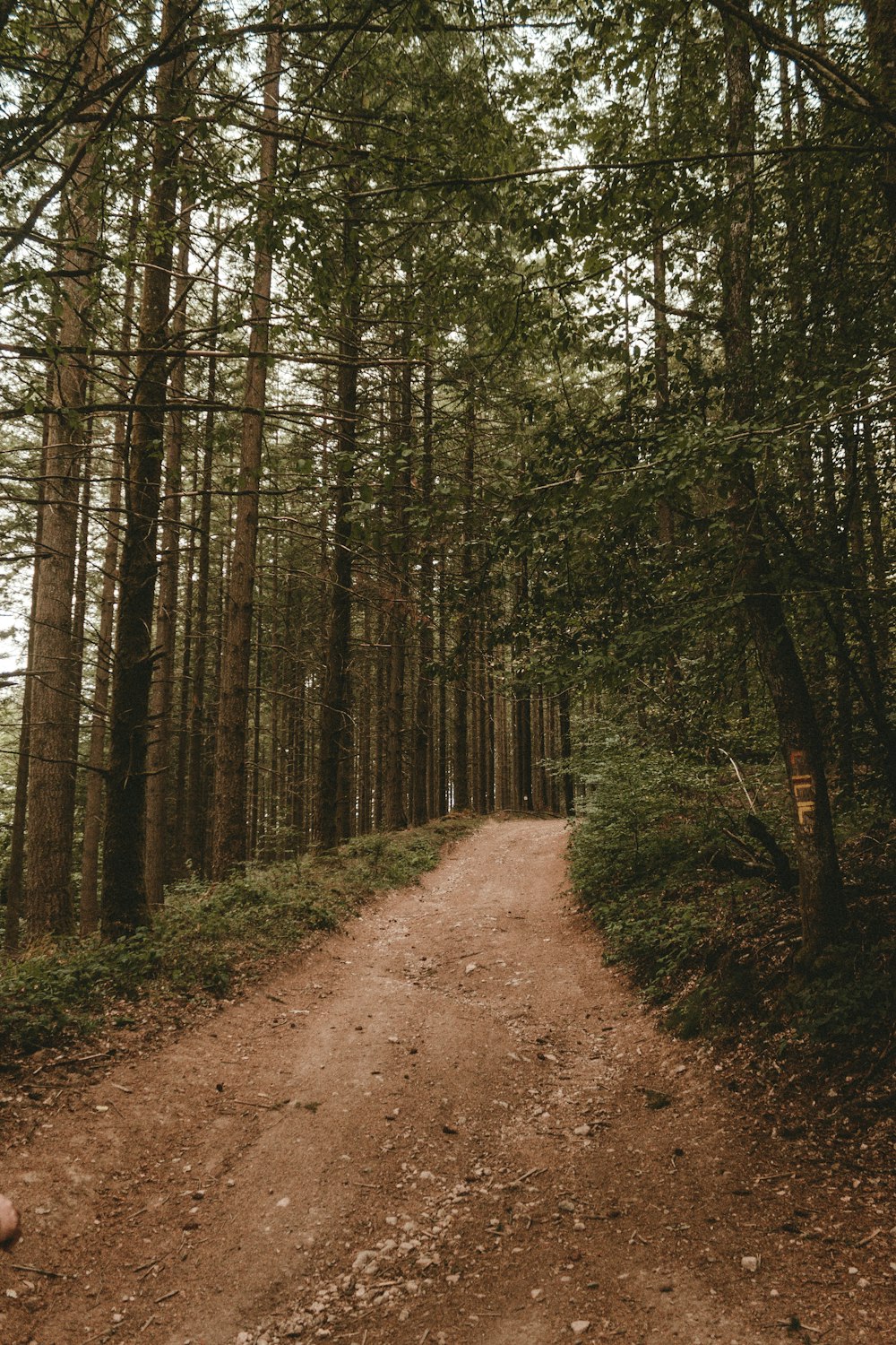 brown dirt road between green trees during daytime