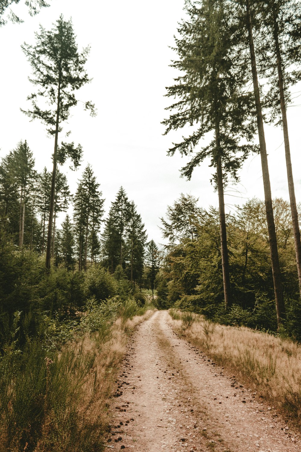 brown dirt road between green trees during daytime