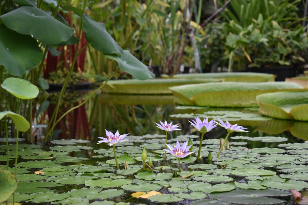 pink lotus flower on water