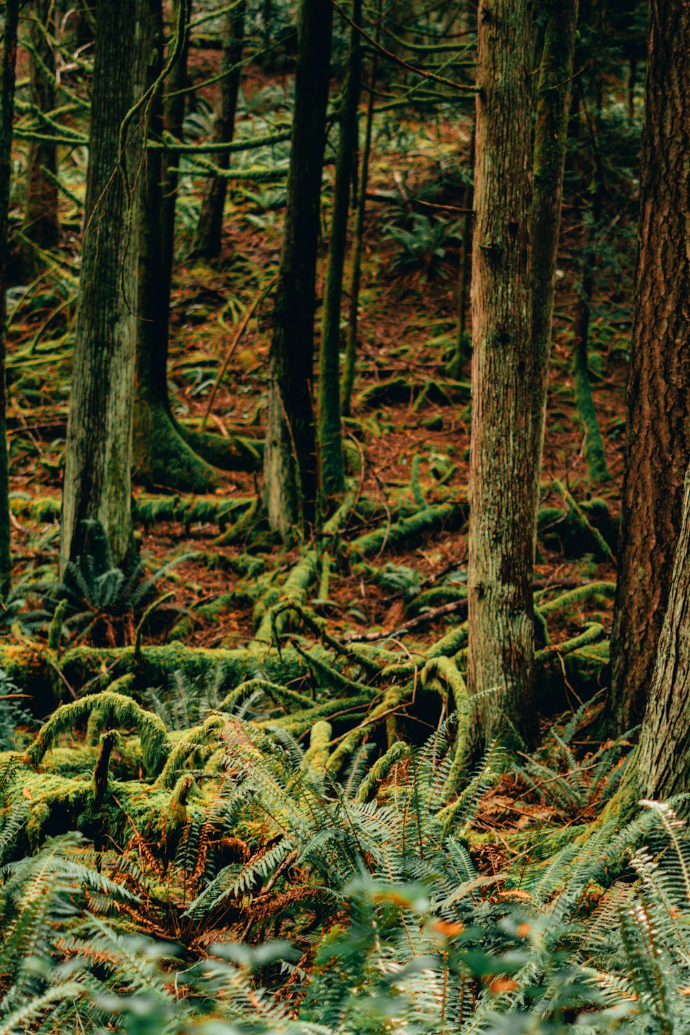 green moss on brown tree trunk