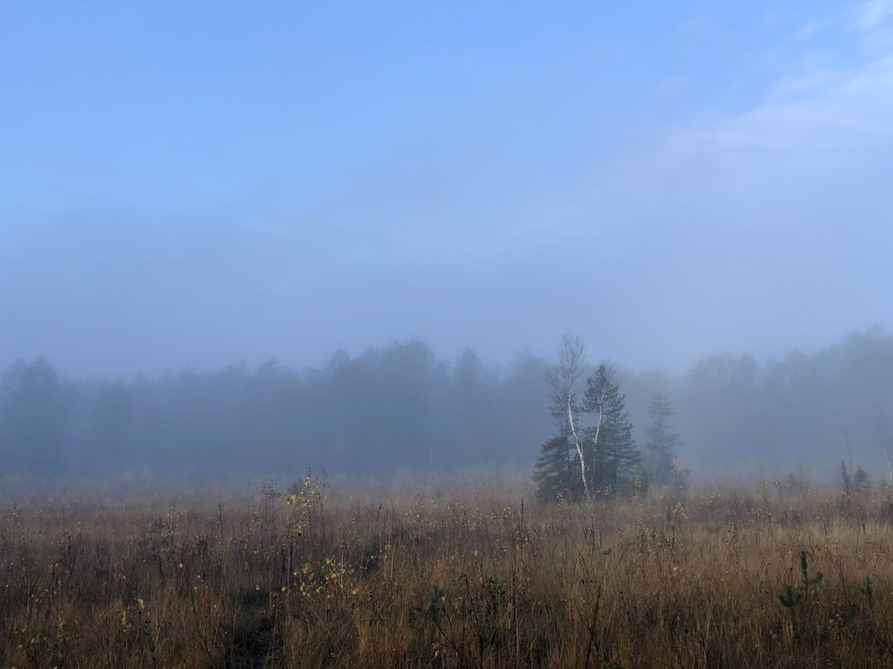 brown grass field with trees under blue sky during daytime