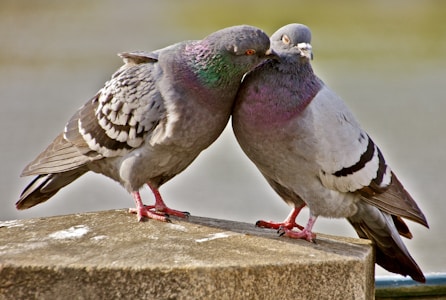 Two pigeons are perched closely together on a stone ledge, with one resting its head against the other in an affectionate manner. Their feathers display a mix of gray and iridescent colors, creating a tender scene.