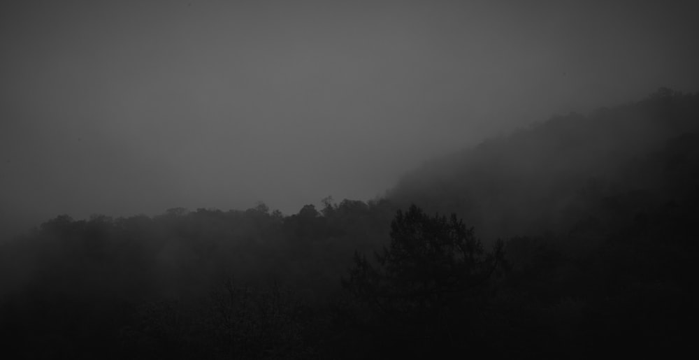 green trees on foggy weather