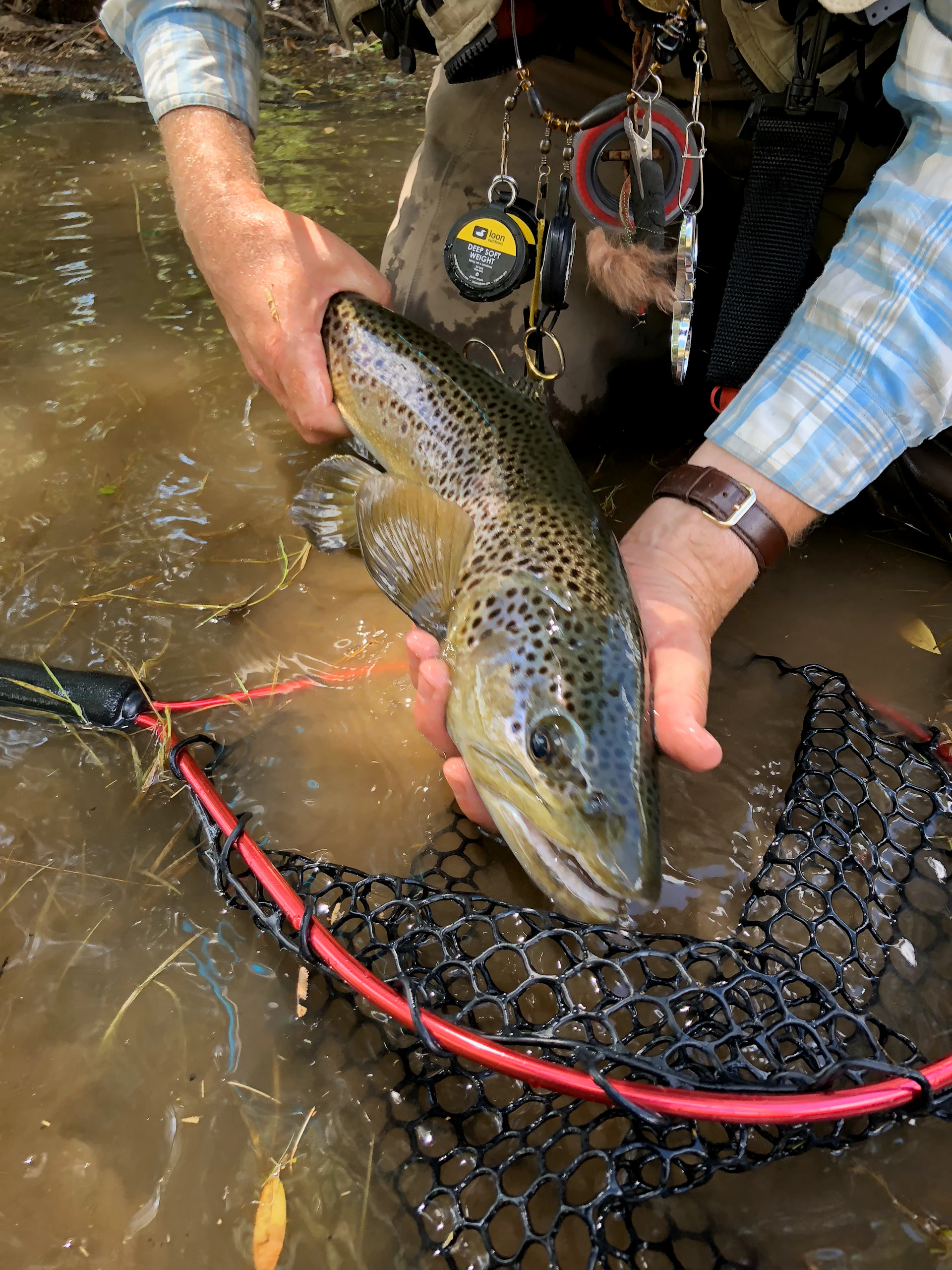 person holding silver and black fish