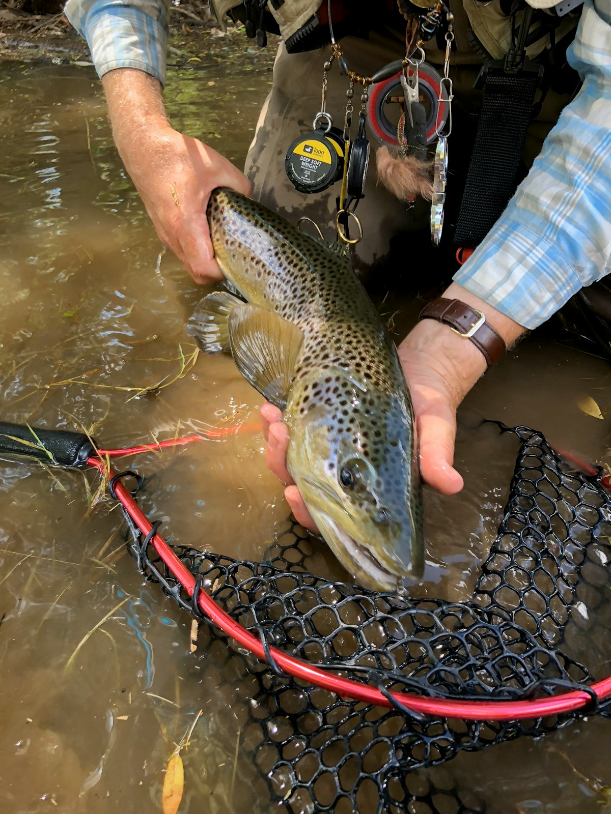 A heavily spotted brown trout cradled over a rubber net in shallow tailwater — the spawn-season fish the egg bite is built around