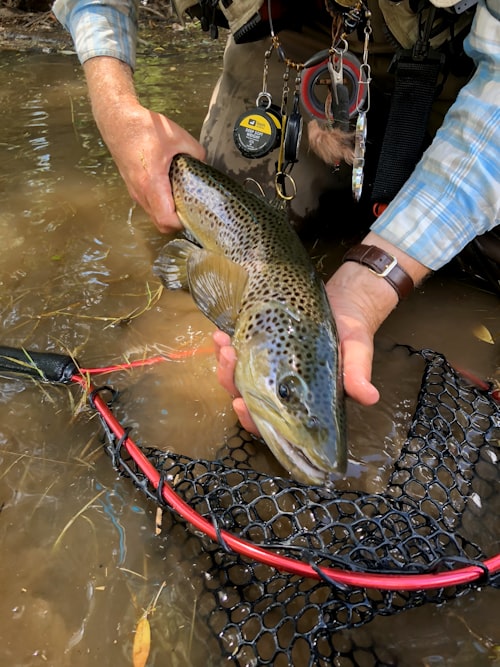 Brown trout in landing net
