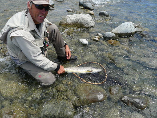 brown trout in clear river water