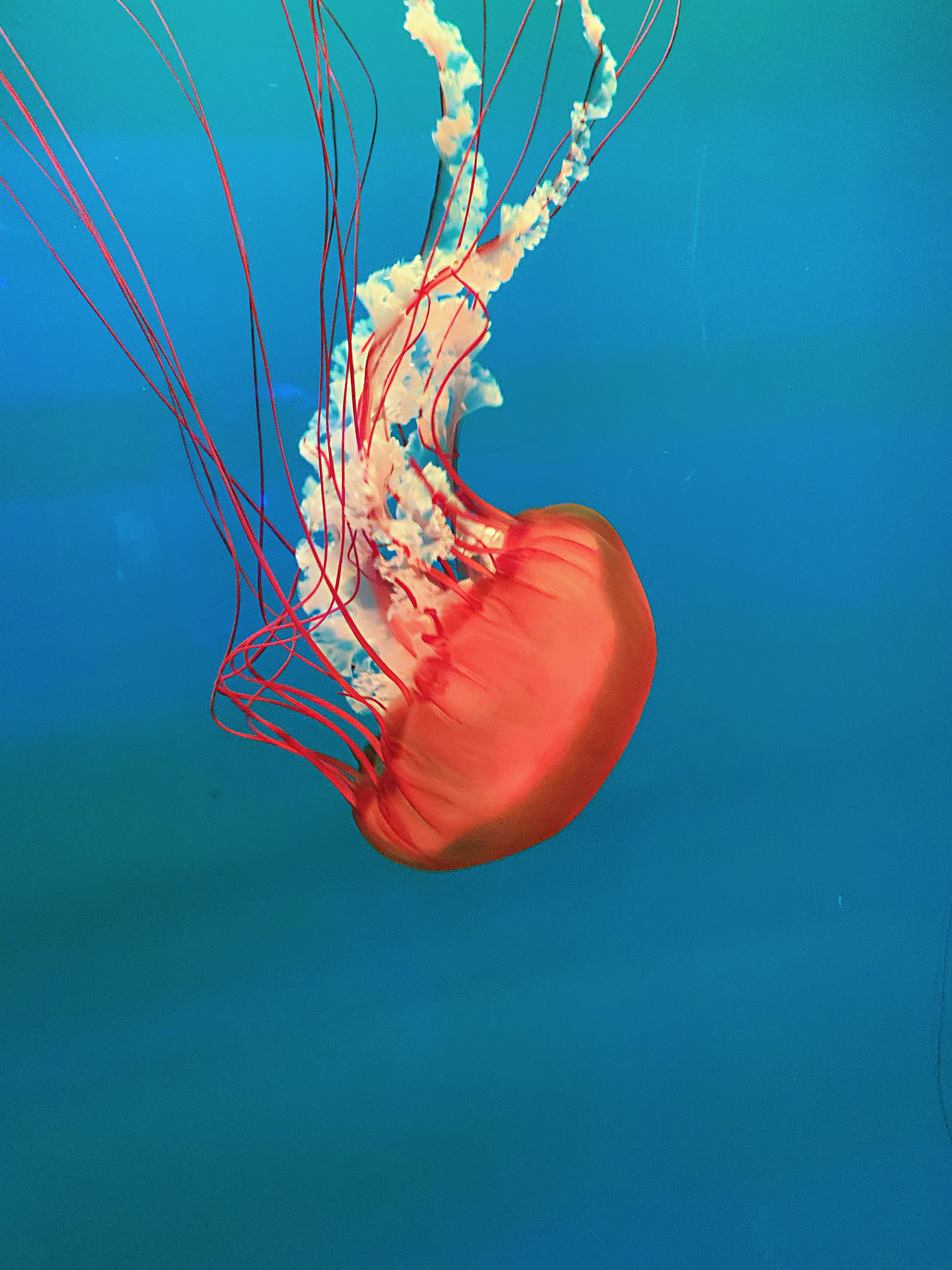 青い水の中の赤いクラゲの写真 Unsplashで見つけるクラゲの無料写真