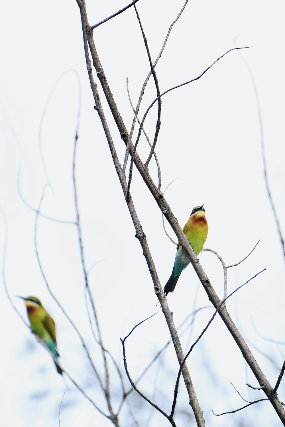 green yellow and blue bird on brown tree branch
