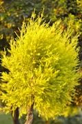 A vibrant green tree with dense, feathery foliage is illuminated by warm sunlight, creating a lively and fresh appearance. The background is softly blurred, highlighting the sharp texture of the tree's leaves.