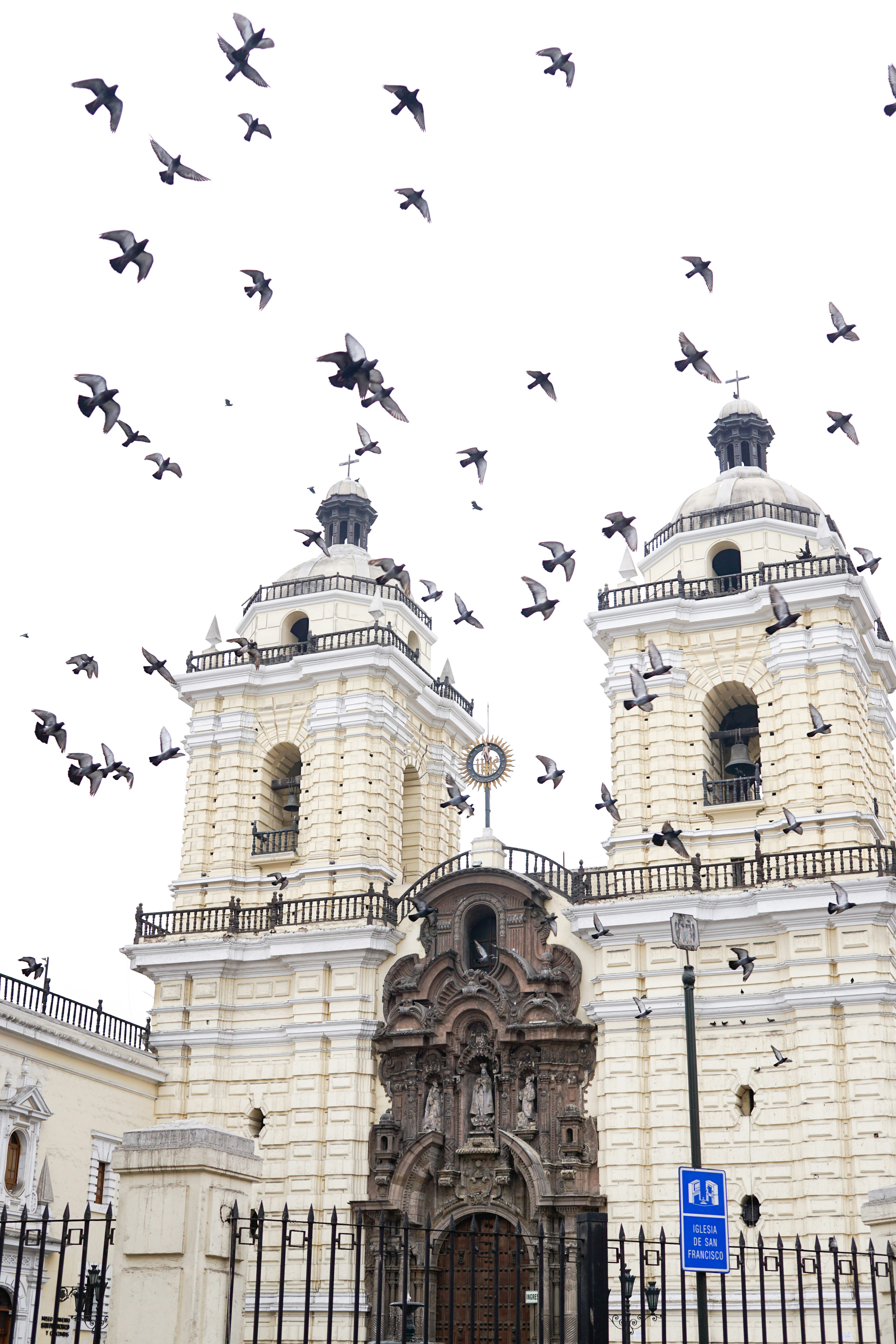 birds flying over beige concrete building during daytime