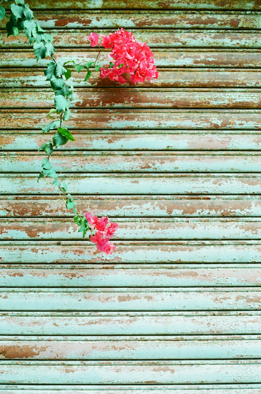 red and green plant on brown wooden surface