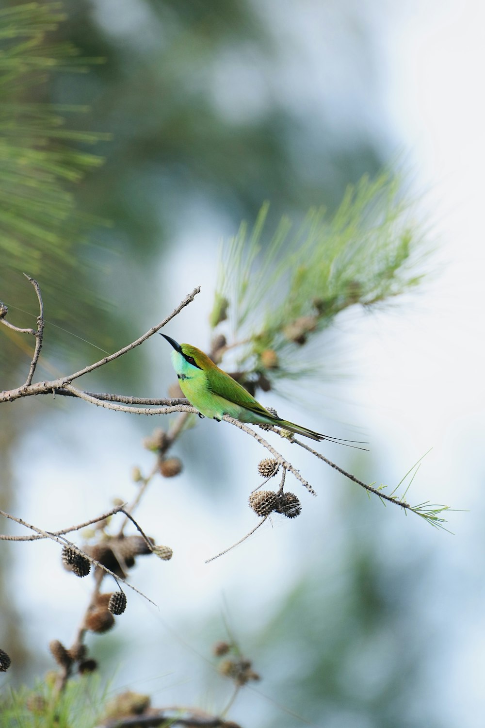 昼間の茶色い木の枝に緑の鳥