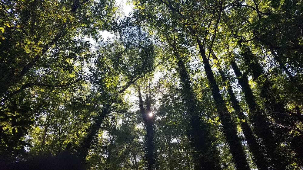 green trees under white sky during daytime