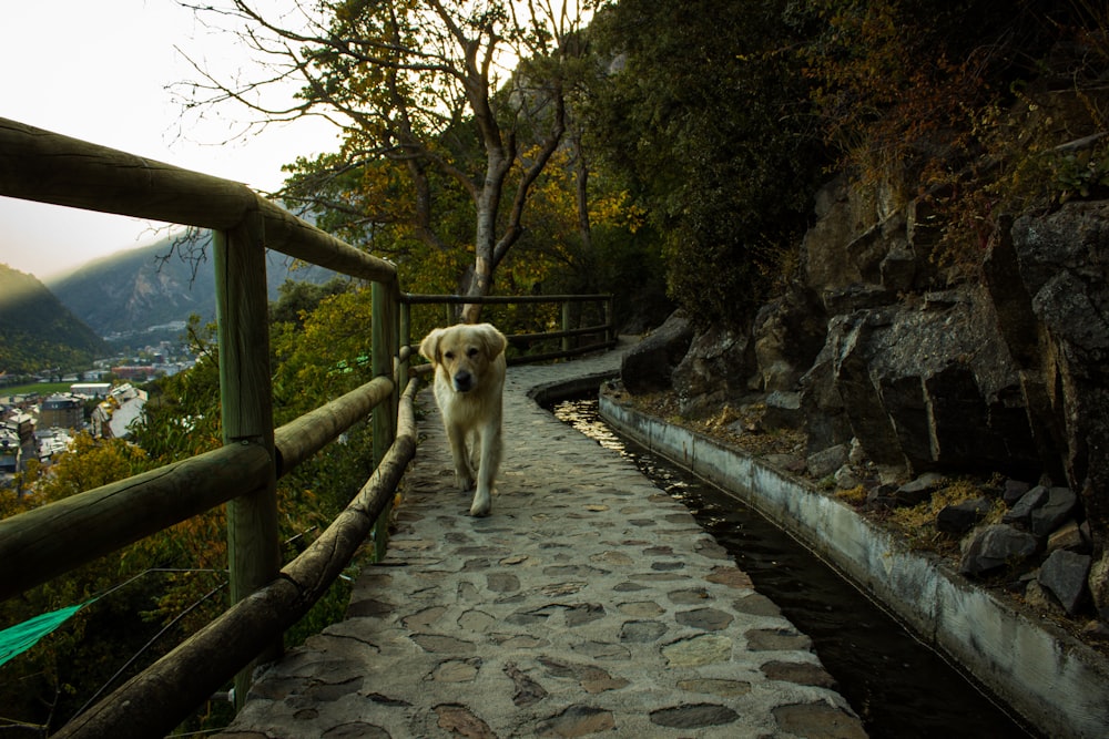 chien blanc à poil court sur un sentier en béton gris