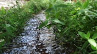 A gentle stream flowing through a beautifully maintained outdoor space.