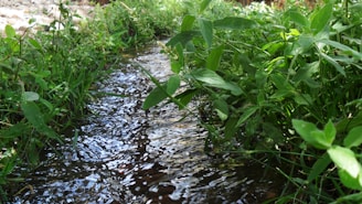 A gentle stream flowing through a beautifully maintained outdoor space.