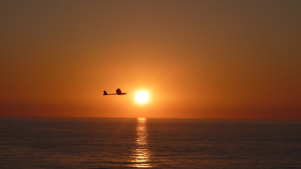 silhouette of bird flying over the sea during sunset