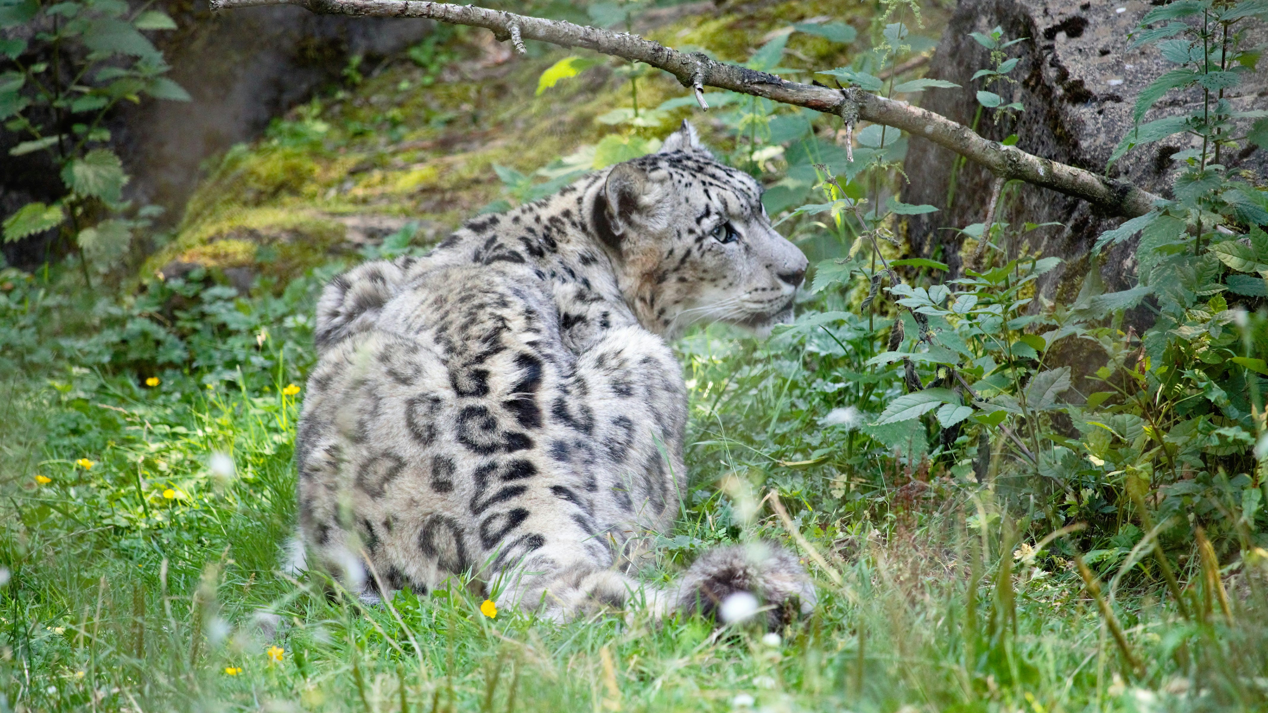 Snow Leopards Play Like Oversized Kittens (image credits: unsplash)
