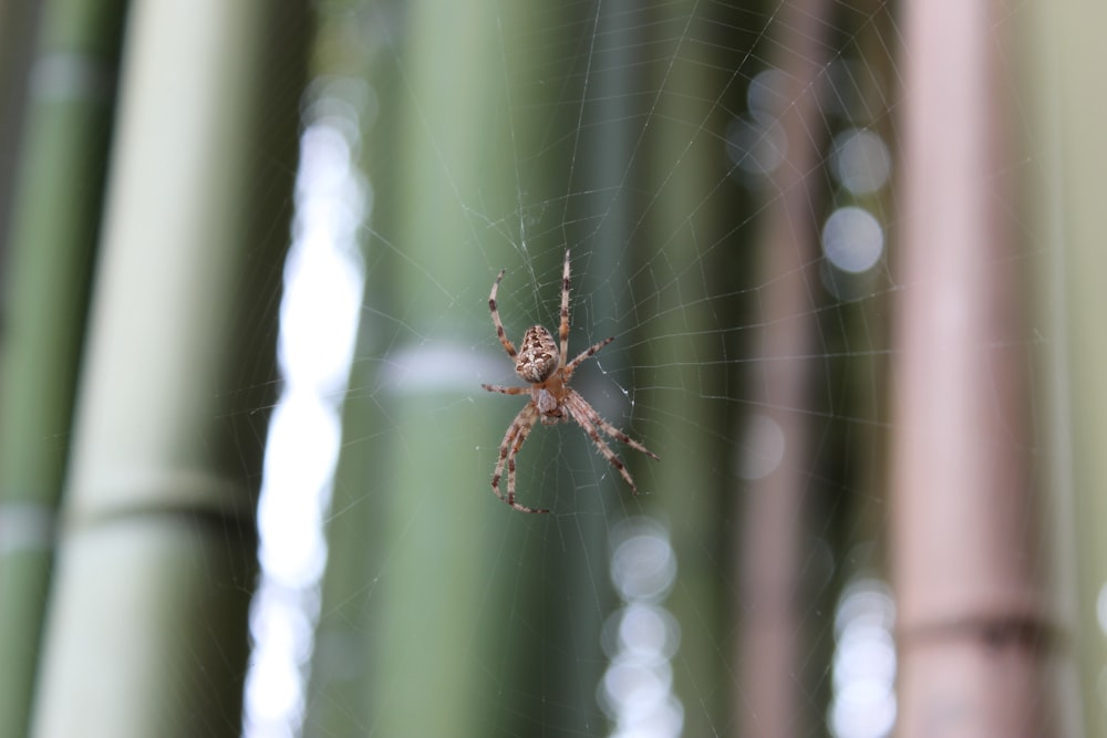 brown spider on web in tilt shift lens