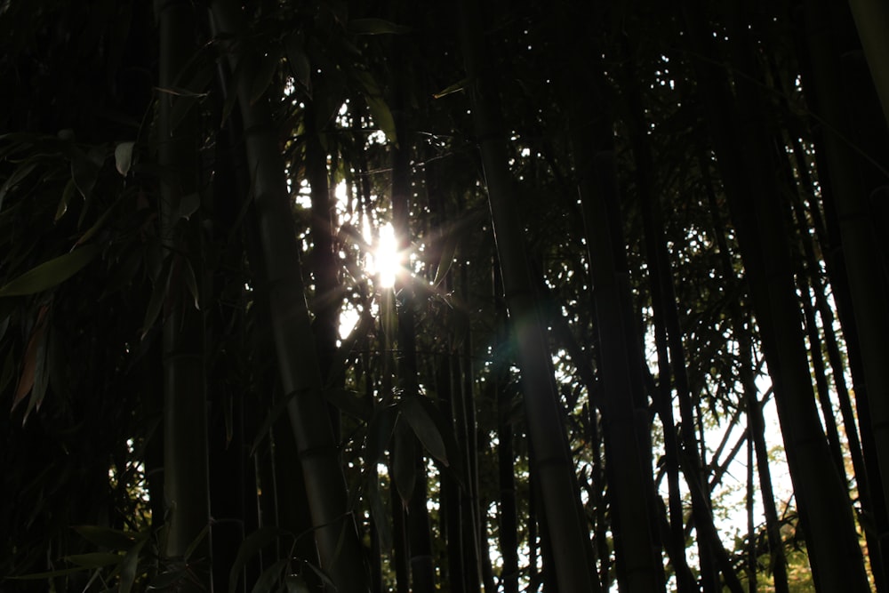 sun rays coming through trees