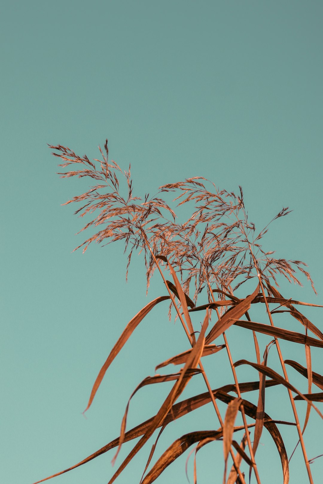brown wheat plant under blue sky during daytime